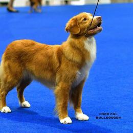 Nederlandse Kooikerhondje and Nova Scotia Duck Tolling Retriever All Grown Up from Hartenzoul