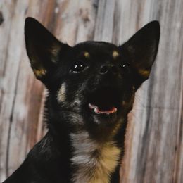 Poet - Chihuahua