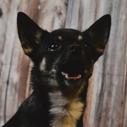 Poet - Chihuahua