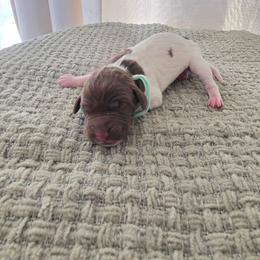 Mint Boy - Liver and white male German Shorthaired Pointer puppy in Nampa, Idaho from Heart Mountain Cavaliers & Floating Feathers Kennel