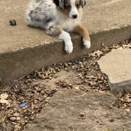 Blue Merle Male - Blue merle male Toy Australian Shepherd puppy in Brashear, Texas from Double R farms