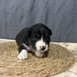 Maxwell - Black tri male Miniature American Shepherd puppy in Clinton, Missouri from Mockingbirds American Minis