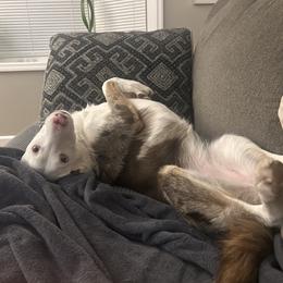 American Corgi and Border Collie Puppies from Duncan's Border Collies and Corgis