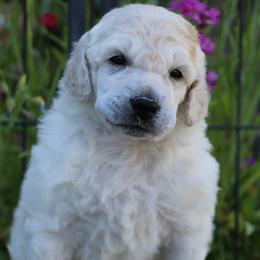 Hannah - White female Poodle puppy in Ephrata, Washington from NCR Ranch