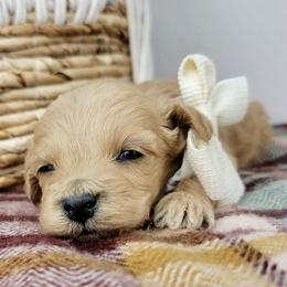Peaches - Apricot female Goldendoodle puppy in Temecula, California from Oodles O'Doodles