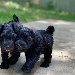 Miniature Schnauzers from Escorza Schnauzers