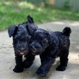 Miniature Schnauzers from Escorza Schnauzers