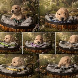 Golden Retriever puppies from Sterling Run Retrievers