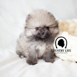 AKC Snap - Orange sable male Pomeranian puppy in Idaho Falls, Idaho from Country Life Pomeranians