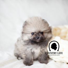 AKC Snap - Orange sable male Pomeranian puppy in Idaho Falls, Idaho from Country Life Pomeranians