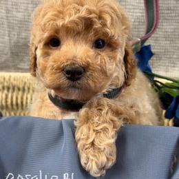 Rosalie apricot boy - Apricot male Poodle puppy in Haines City, Florida from Camic Cockapoos