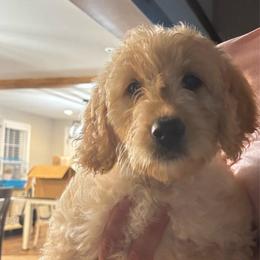 Coco - Cream female Goldendoodle puppy in Rochester, Massachusetts from Petal Perfect Puppies