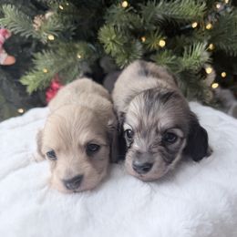Lance - Cream male Dachshund puppy in Richmond, Virginia from Irresistible Dachshunds & Cavaliers