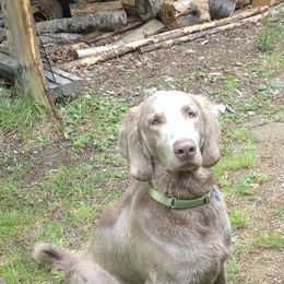 Roni - Weimaraner
