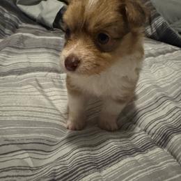 Pancake - Orange parti female Pomeranian puppy in Detroit, Michigan from DeVante's puppies