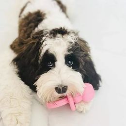 Trinity - Australian Labradoodle