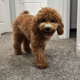 Millie - Poodle