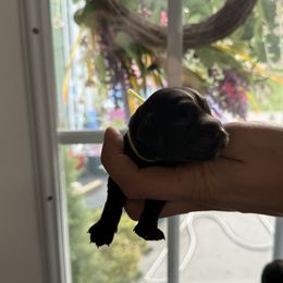 Ellie - Black female English Cocker Spaniel puppy in Lake City, Florida from Ryndal & Co.