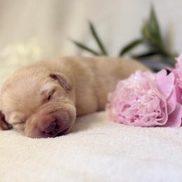 Lark - Yellow female Labrador Retriever puppy in Sweet Home, Oregon from Knotty Creek Labradors