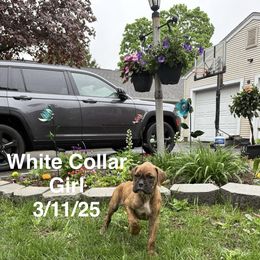 White Collar Girl - Brindle Boxer puppy in East Longmeadow, Massachusetts from Boxer Bliss