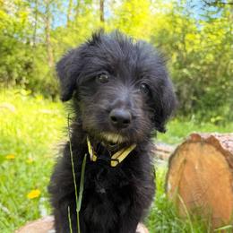Belle Starr (Mini Size) - White and black female Bordoodle puppy in Mulino, Oregon from Korbella Farm
