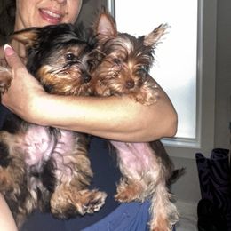 TONY - Chocolate and tan male Yorkshire Terrier puppy in Cape Coral, Florida from Katherine’s Yorkies and Poodles