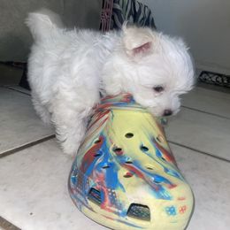 Maltese Puppies from Babes Babies