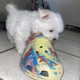 Maltese Puppies from Babes Babies