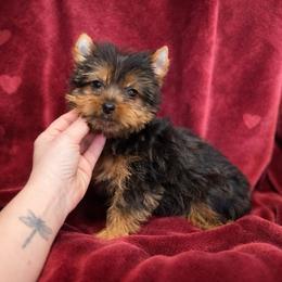 Ella - Black and gold female Yorkshire Terrier puppy in Daleville, Indiana from Monarch Yorkshire Terriers