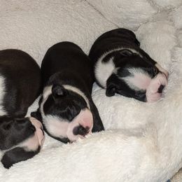Boston Terriers and Italian Greyhounds from To-Sa’s Kennel