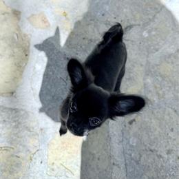 AKC Savannah - Black and white female Chihuahua puppy in Cincinnati, Ohio from Cincy Chis
