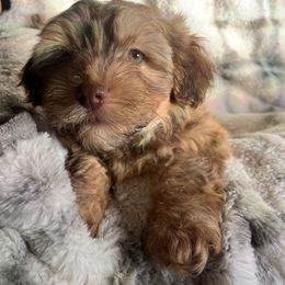 Teddy - Chocolate brindle male Havanese puppy in Starr, South Carolina from Home with Havanese