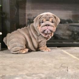 Bulldog Puppies from BangerBullz