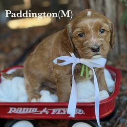 Paddington - Apricot male Australian Labradoodle puppy in Citrus Heights, California from Elite Blend Labradoodles