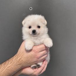 Tiffany - Cream female Pomeranian puppy in Glendale, California from Los Angeles Teacup Yorkie