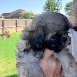 Charlotte - Liver female Shih Tzu puppy in Cabot, Arkansas from Twilight Shih Tzu