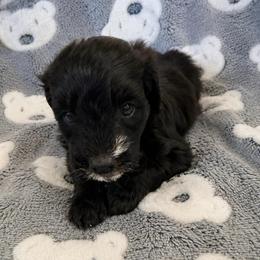 Boy 3 - Black male Bordoodle puppy in Churchill County Fallon, Nevada from Card Family Ranch