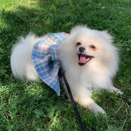 Milly - Pomeranian