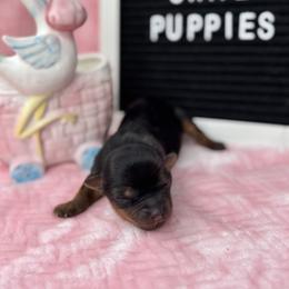 Tiny Girl 4 - Black and gold female Yorkshire Terrier puppy in Charleston, West Virginia from Mountain State Puppies