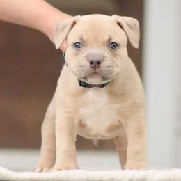 Rhysand - American Bully puppy in Nebraska from Wulfsbane American Bullies