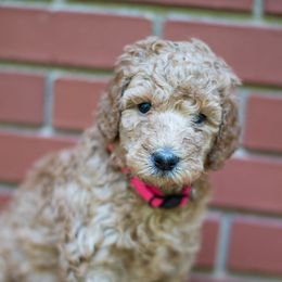 Pink - Cream female Poodle puppy in Palmetto, Georgia from Renders Poodles