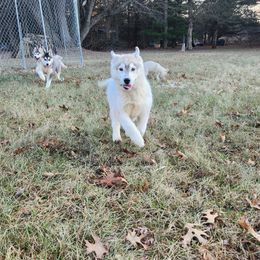 Siberian Husky Puppies from Spirit of the Moon Siberians