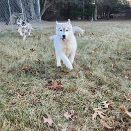 Siberian Husky Puppies from Spirit of the Moon Siberians