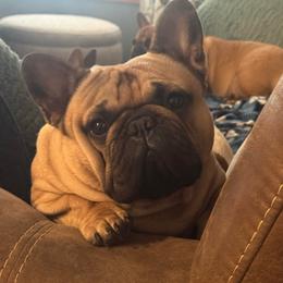 Teddy - French Bulldog