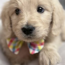 Goldendoodle, Golden Retriever, Poodle, and Shih Tzu Puppies from Platinum Paws Puppies