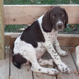 German Shorthaired Pointers from Flying R Kennel