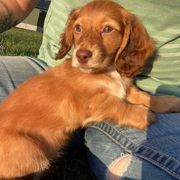 Dachshund Puppies from ATR Dachshunds