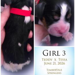 Girl 3 - Black white and tan female English Springer Spaniel puppy in Silverdale, Washington from TimberVale Springers