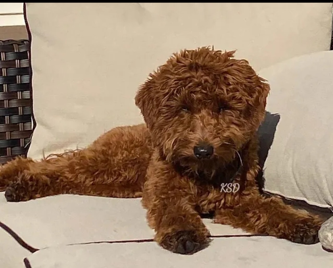 Otis - Goldendoodle