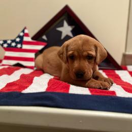 Dark Pink Collar Female - Yellow female Labrador Retriever puppy in Hurtsboro, Alabama from PARK’s Family Farm